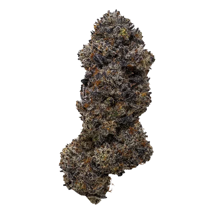 Top-down close-up of a single dense bud of Frisian Dew against a white background, showing frosty trichomes and dark purple leaves.