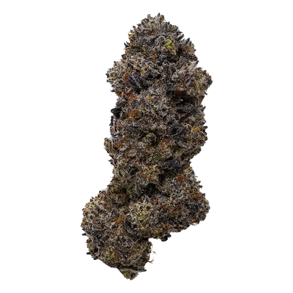 Top-down close-up of a single dense bud of Frisian Dew against a white background, showing frosty trichomes and dark purple leaves.