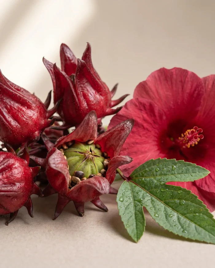 Delune Hibiscus Seed Oil botanical still life of roselle hibiscus