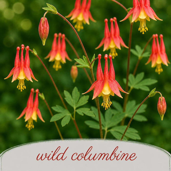 Red and yellow wild columbine flowers with green leaves on a blurred green background.