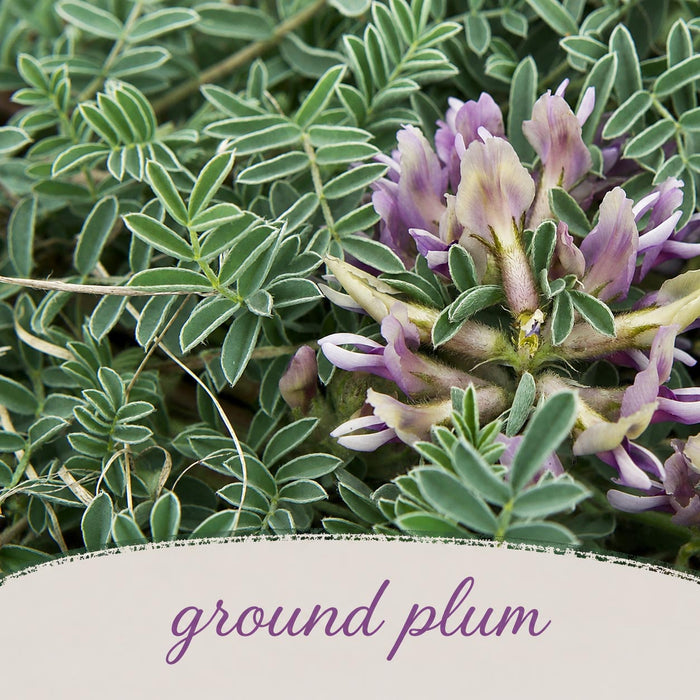 Close-up of purple flowers with green leaves and the word 'ground plum' at the bottom.
