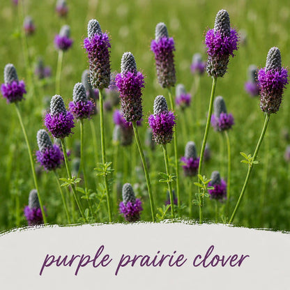 Purple prairie clover flowers in a field with a blurred green background