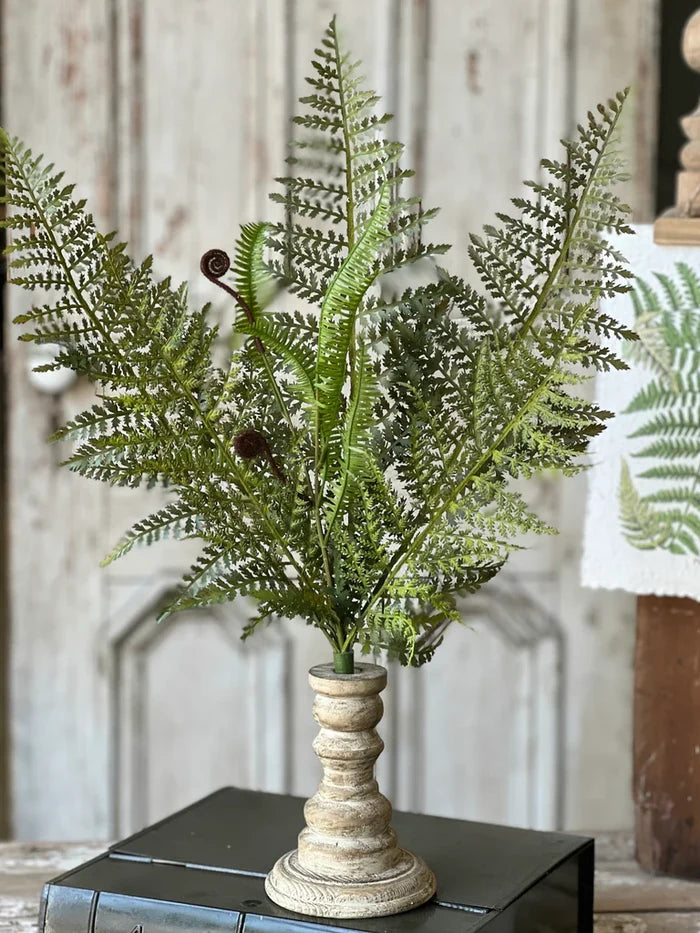Tassel Fern Bush, 21"