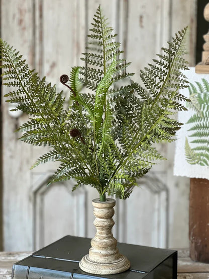 Tassel Fern Bush, 21"