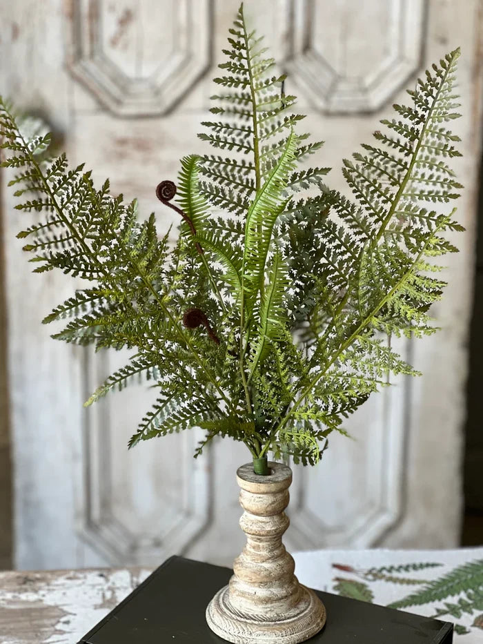 Tassel Fern Bush, 21"